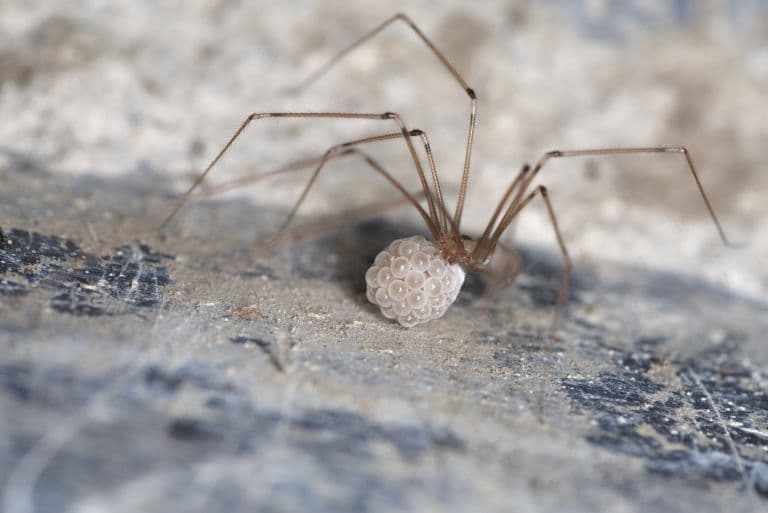 Daddy Long Legs Eggs