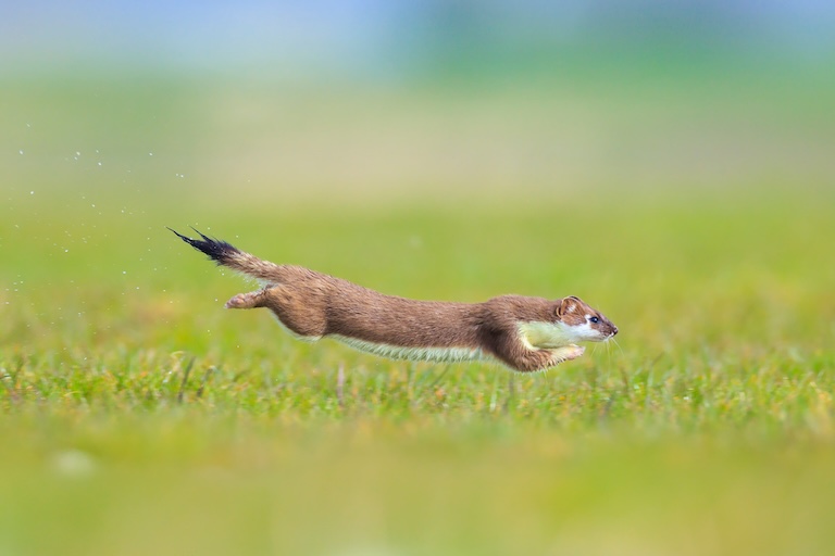 a flying weasel