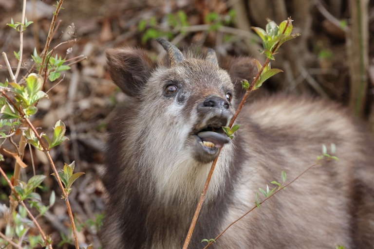 a funny looking Japanese serow
