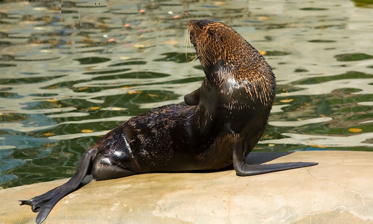 fur seal by the water