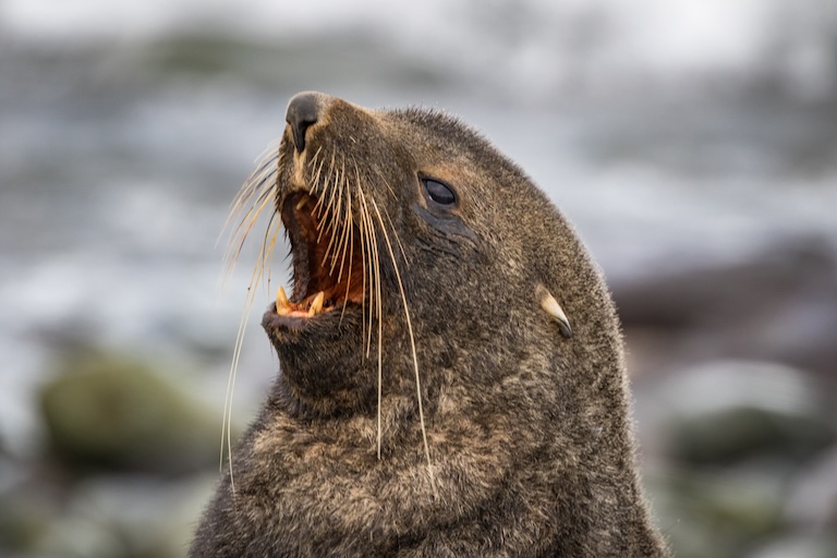 fur seal profile