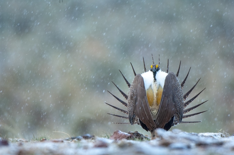 great sage-grouse display