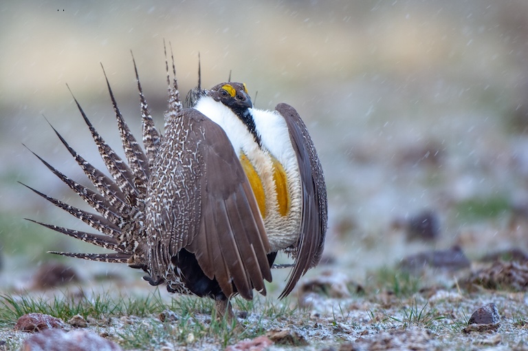 great sage-grouse flap