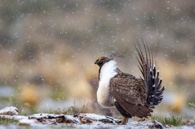 great sage-grouse foraging