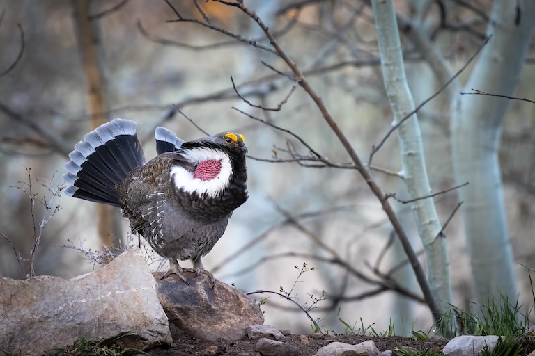 great sage-grouse on a log