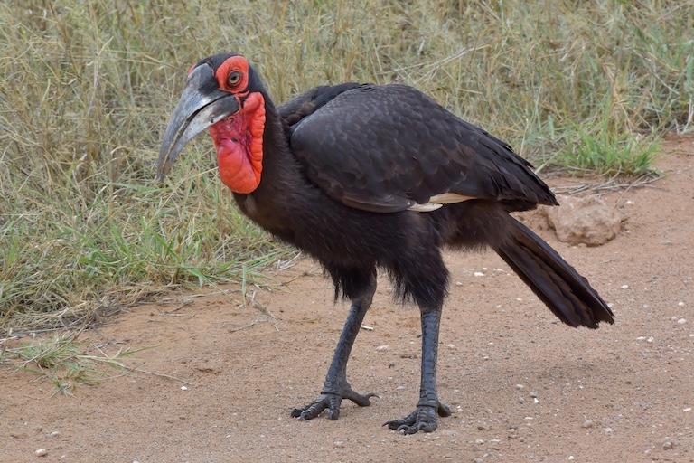 a ground hornbill profile