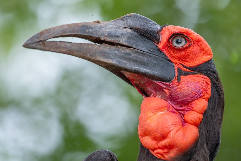 ground hornbill's beak