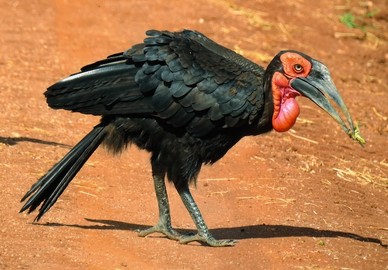 ground hornbill eating