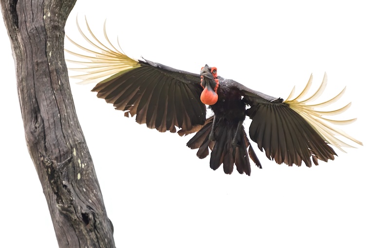 ground hornbill flying