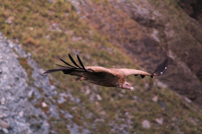 Indian vulture flying 