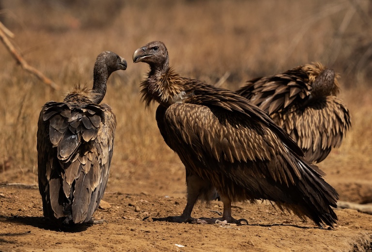 Indian vulture interacting 