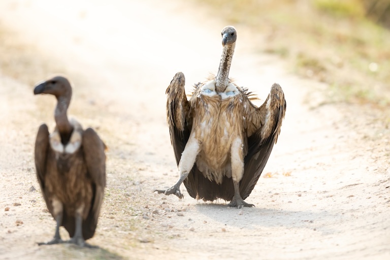 Indian vulture on the ground