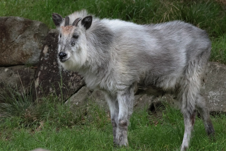 solitary Japanese serow