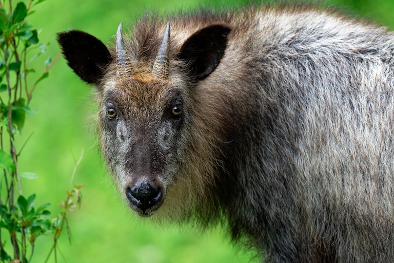 Japanese serow profile
