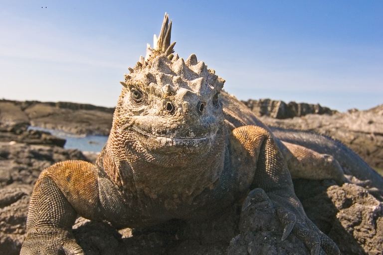 marine iguana smiling 