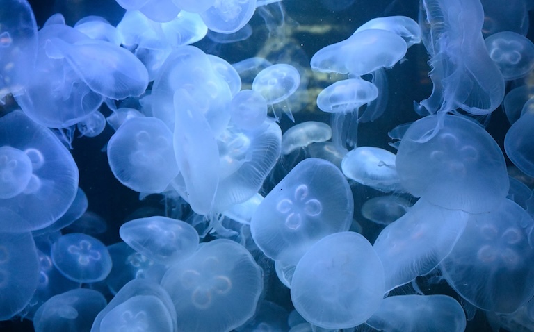 a group of moon jellyfish