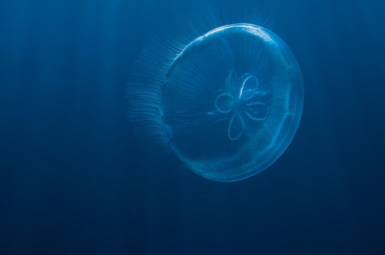 an open moon jellyfish