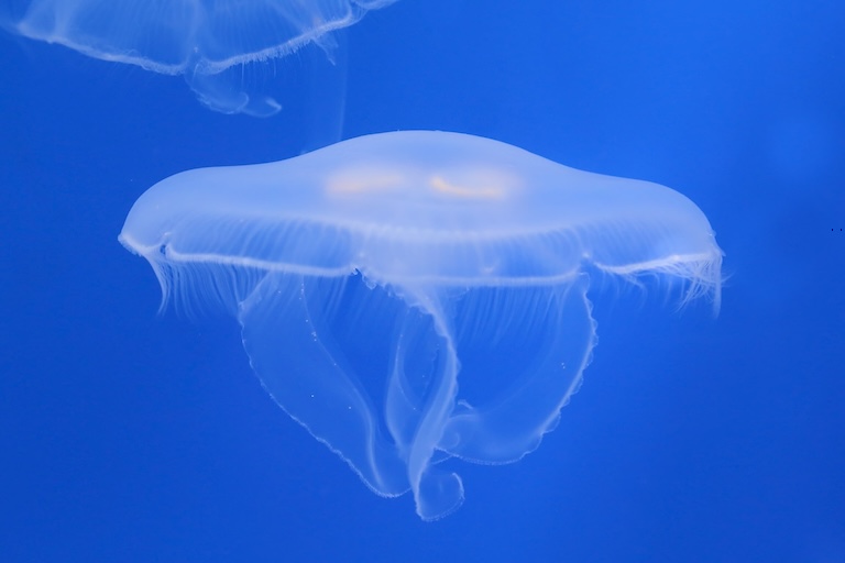  A moon jellyfish swimming