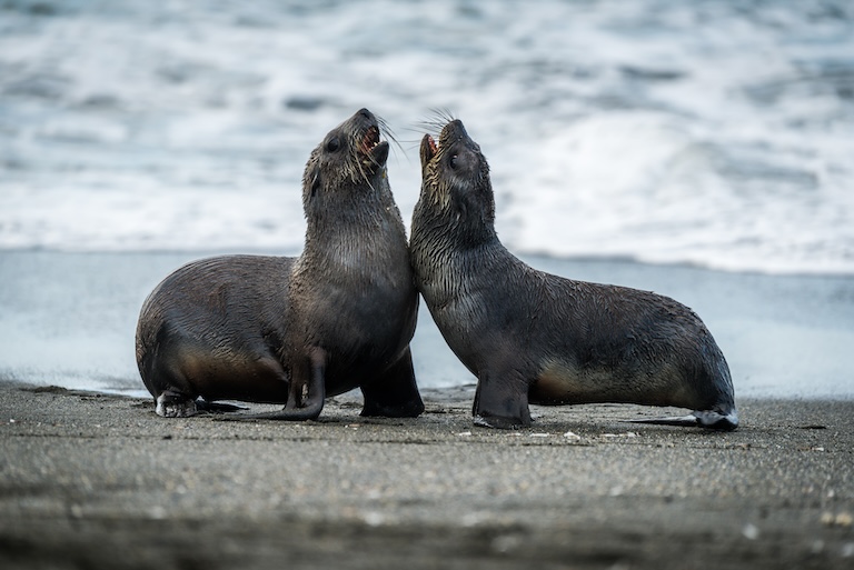 playful fur seals