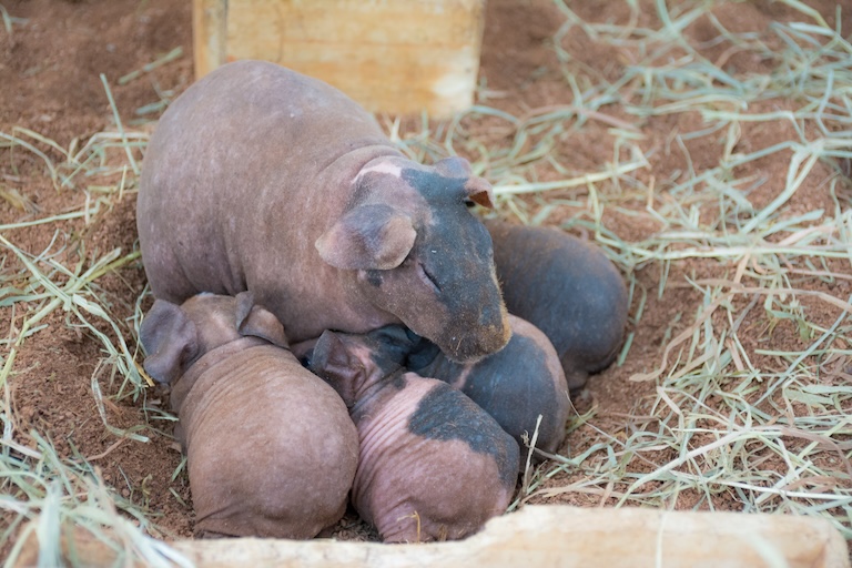 skinny pig mother and babies