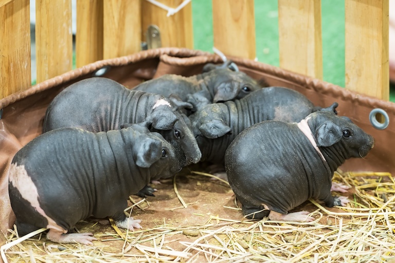 skinny pig family