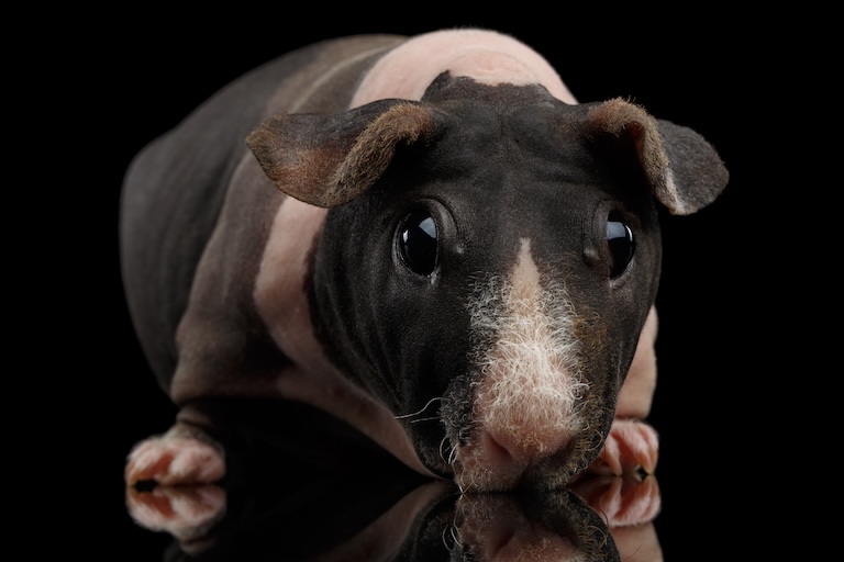 skinny pig whiskers