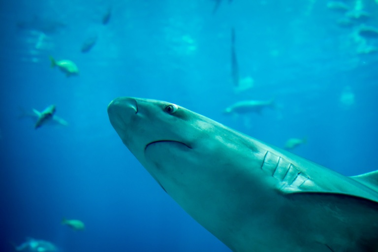 a cute spinner shark
