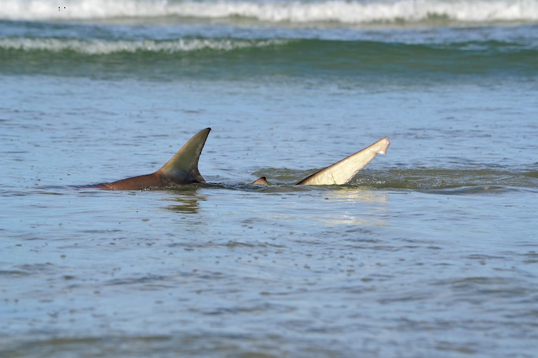 spinner shark's fins