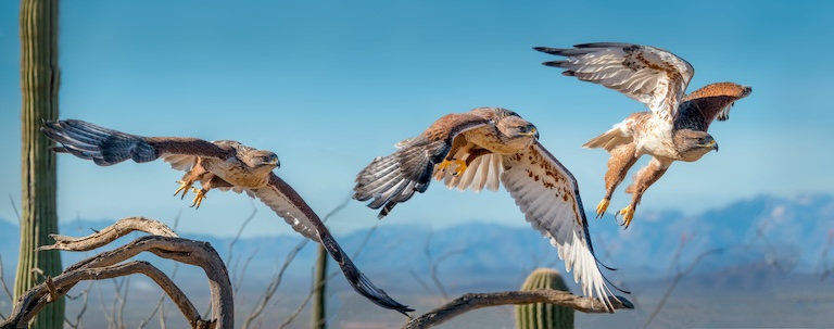three ferruginous hawks