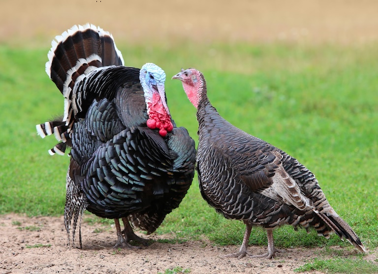 a turkey couple