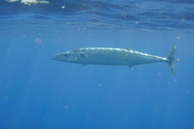 wahoo under water