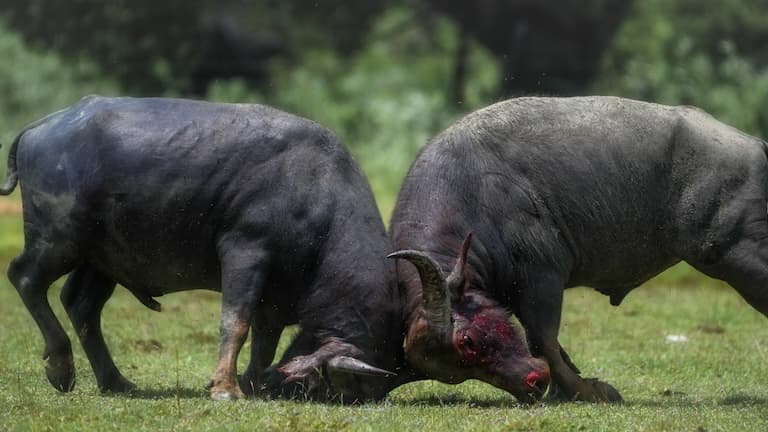 Water buffalo having a scrap