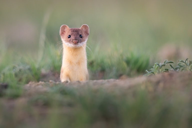 a weasel burrowing