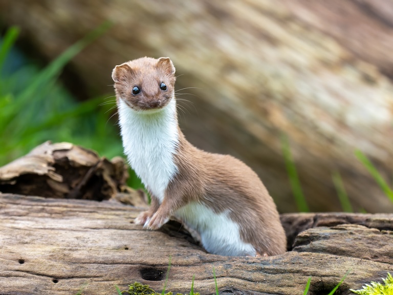 weasel on a log