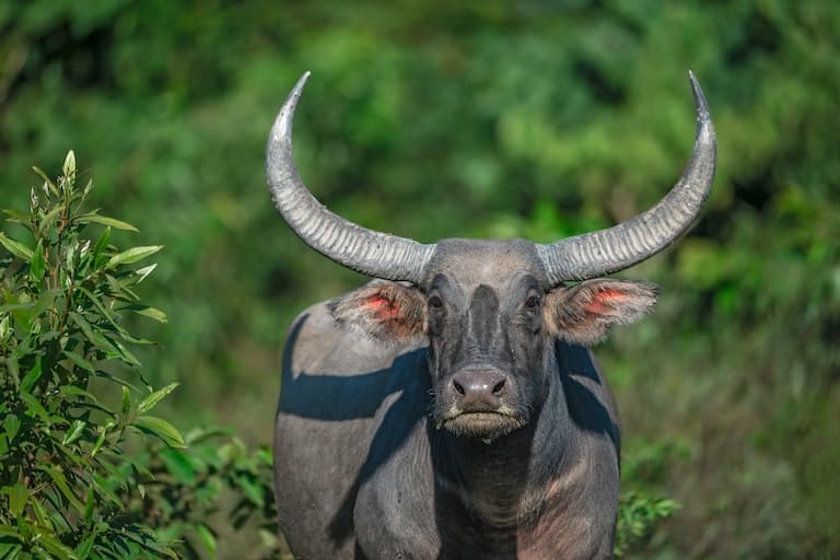 Wild water buffalo profile