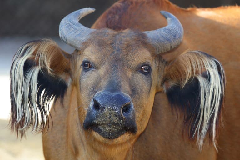African forest Buffalo