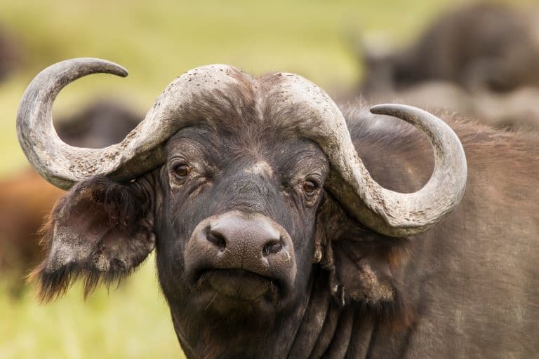 African Buffalo profile 