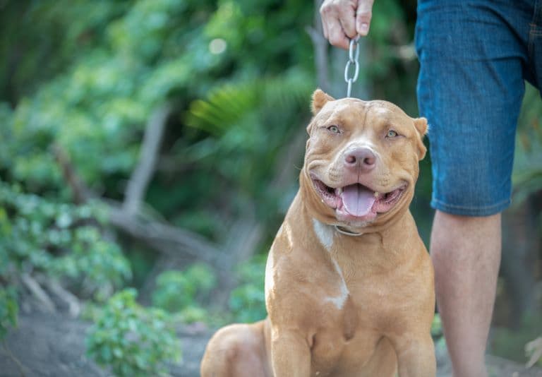 American pit Bull with its master