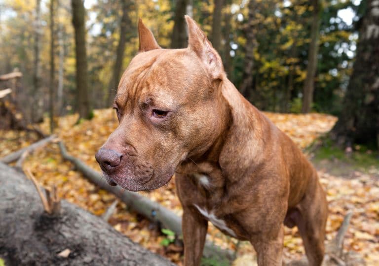 American pit Bull profile