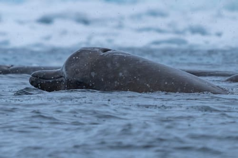 Arnoux's Beaked Whale close