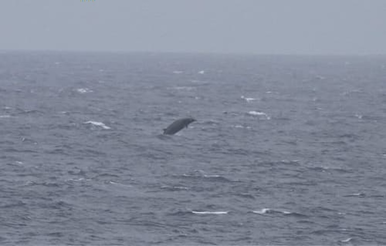 Arnoux's Beaked Whale diving