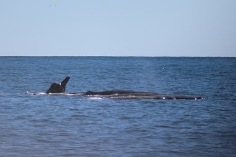 Arnoux's Beaked Whale's beak