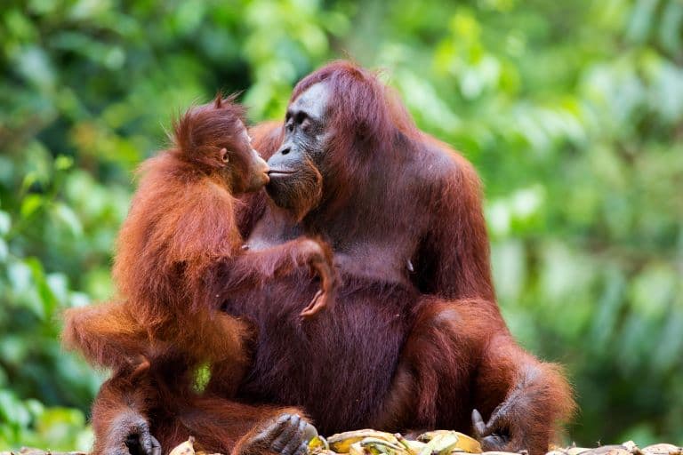 Bornean Orangutan mother and baby