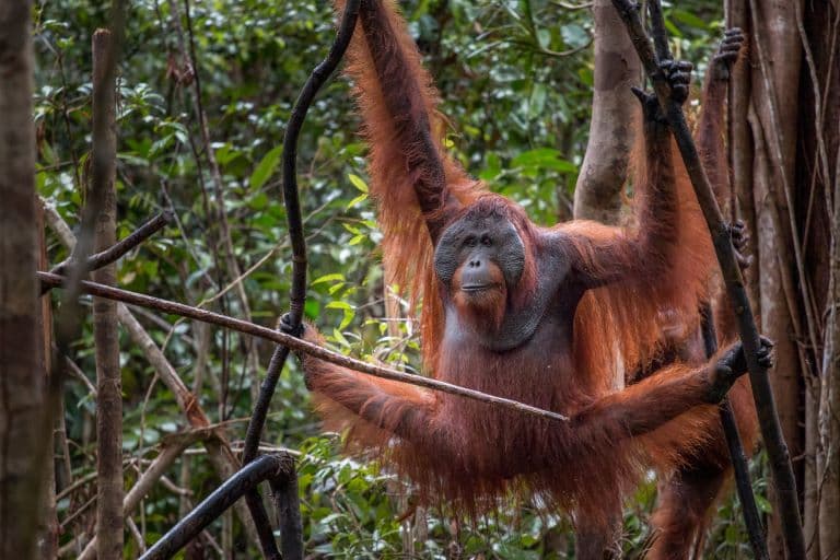 Bornean Orangutan profile