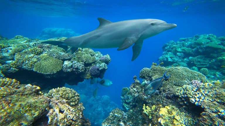 Bottle nose Dolphin with the coral reefs