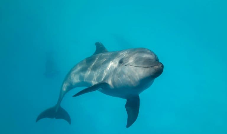 Bottle nose dolphin swimming