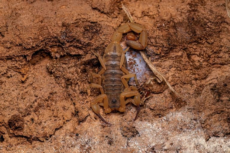 Female Brazilian Yellow Scorpion on the ground