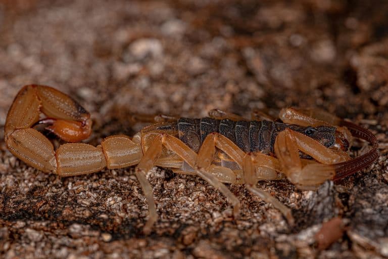 Brazilian Yellow Scorpion crawling on a rock