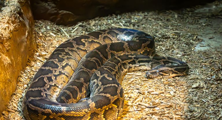Big Burmese python