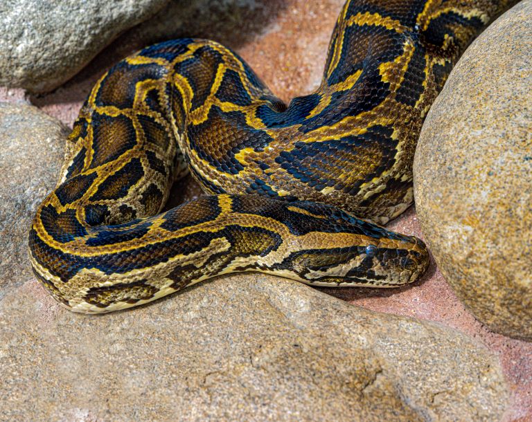 Burmese python in the rocks